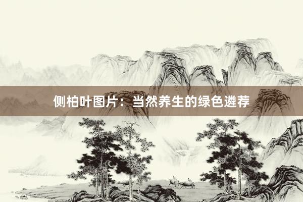 侧柏叶图片：当然养生的绿色遴荐